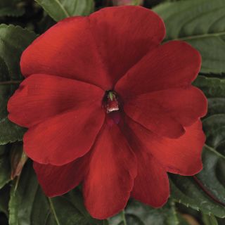 Florific Red Impatiens Thumbnail